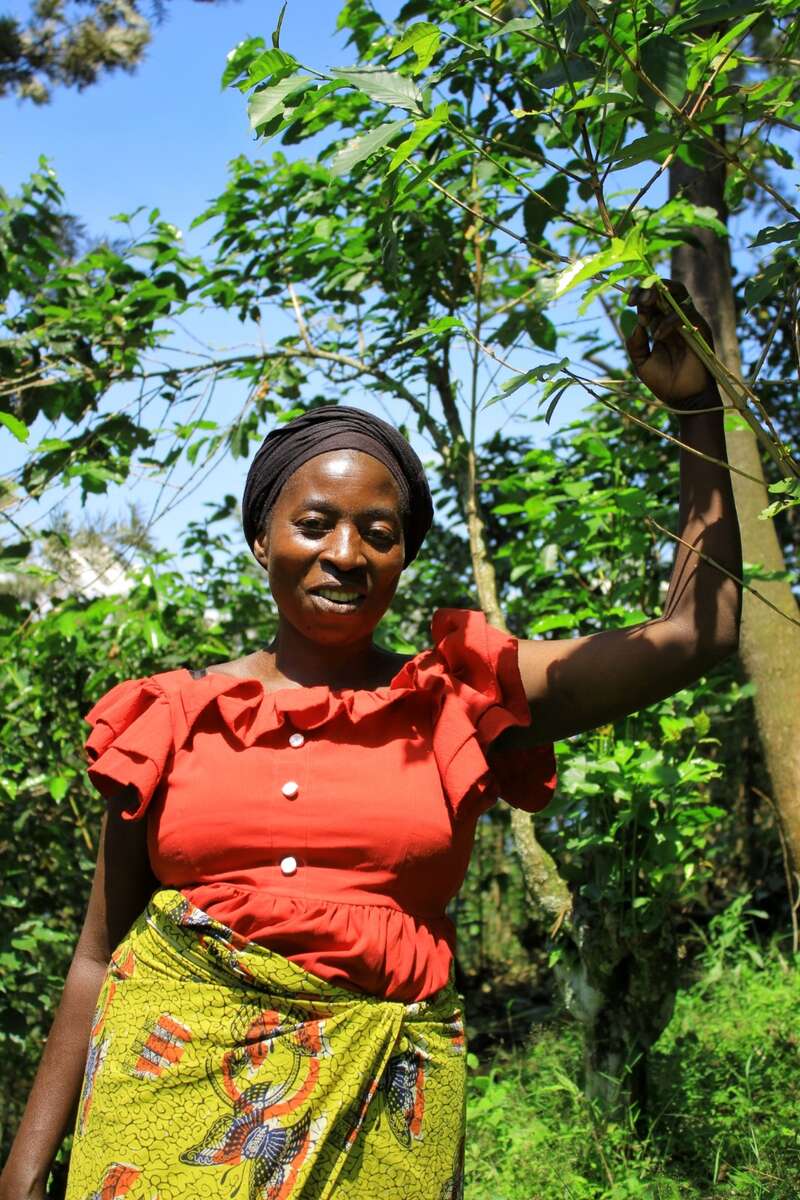 Agroforesterie : Cultiver le Cafe en Harmonie avec la Foret