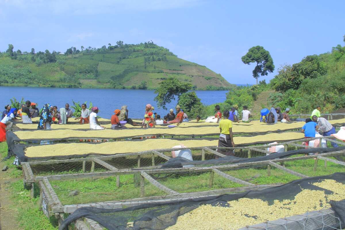 Record 25.79$/kg Best of Congo 2024