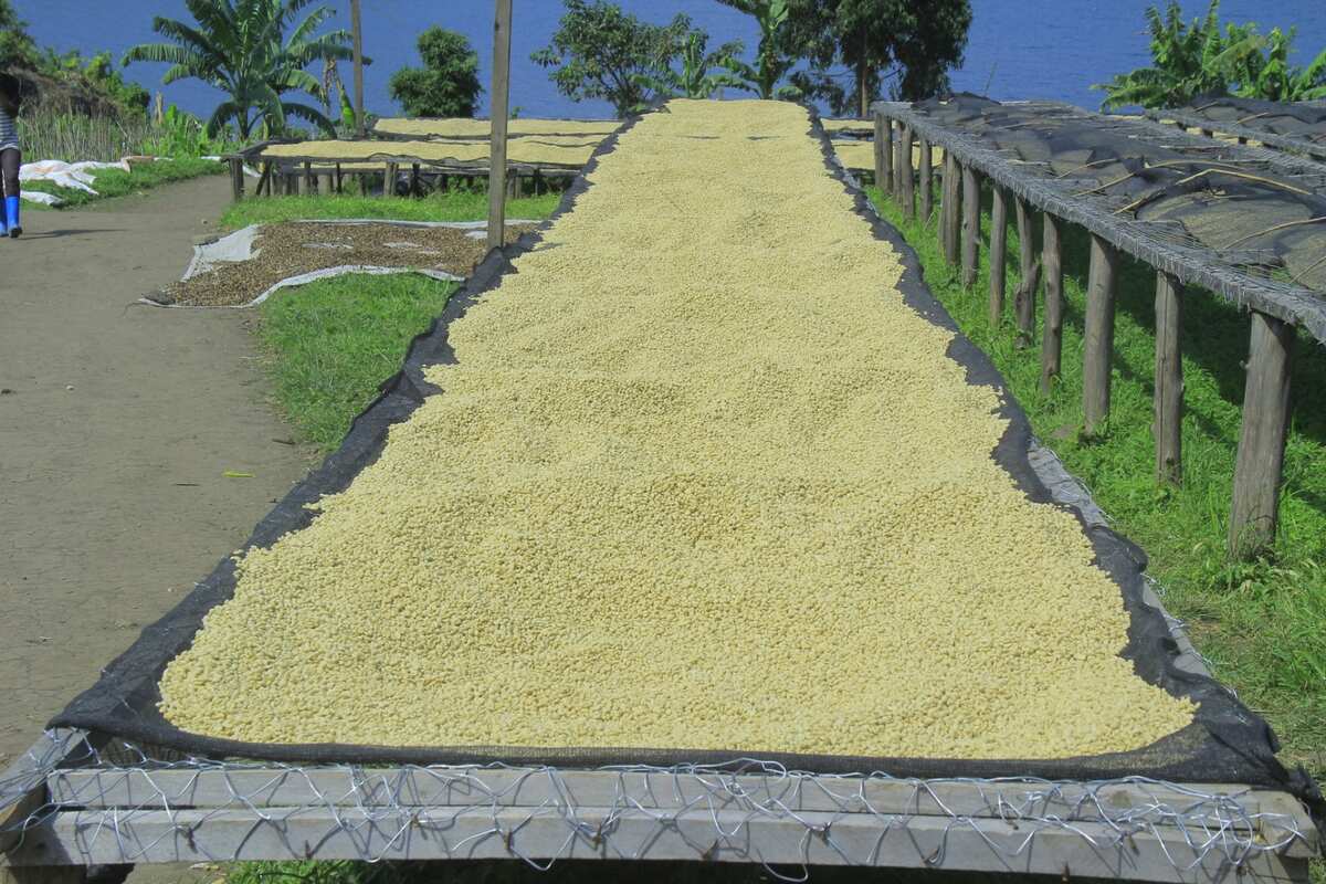 Arabica Grade 2 : La Signature Gustative de Muungano