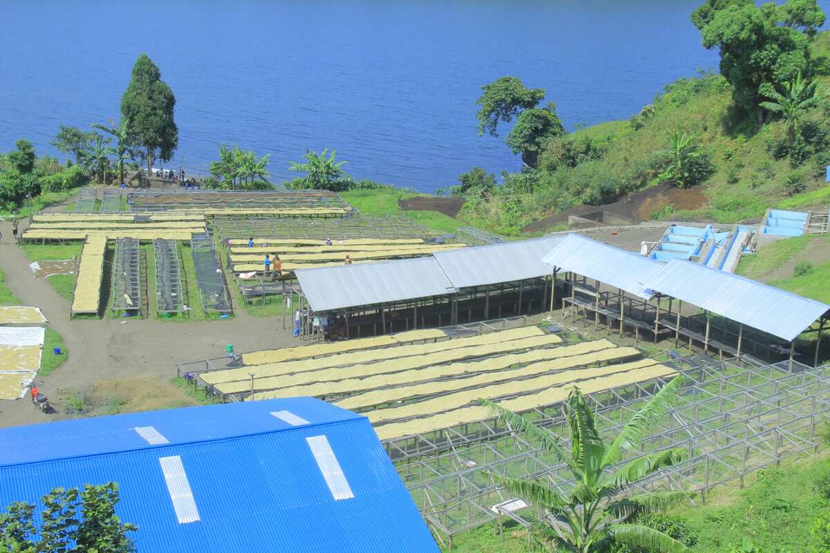 De Kiniezire à Tokyo : Le Voyage de Notre Café