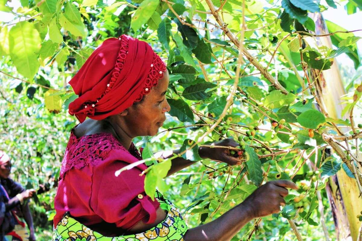 Récolte Arabica Muungano