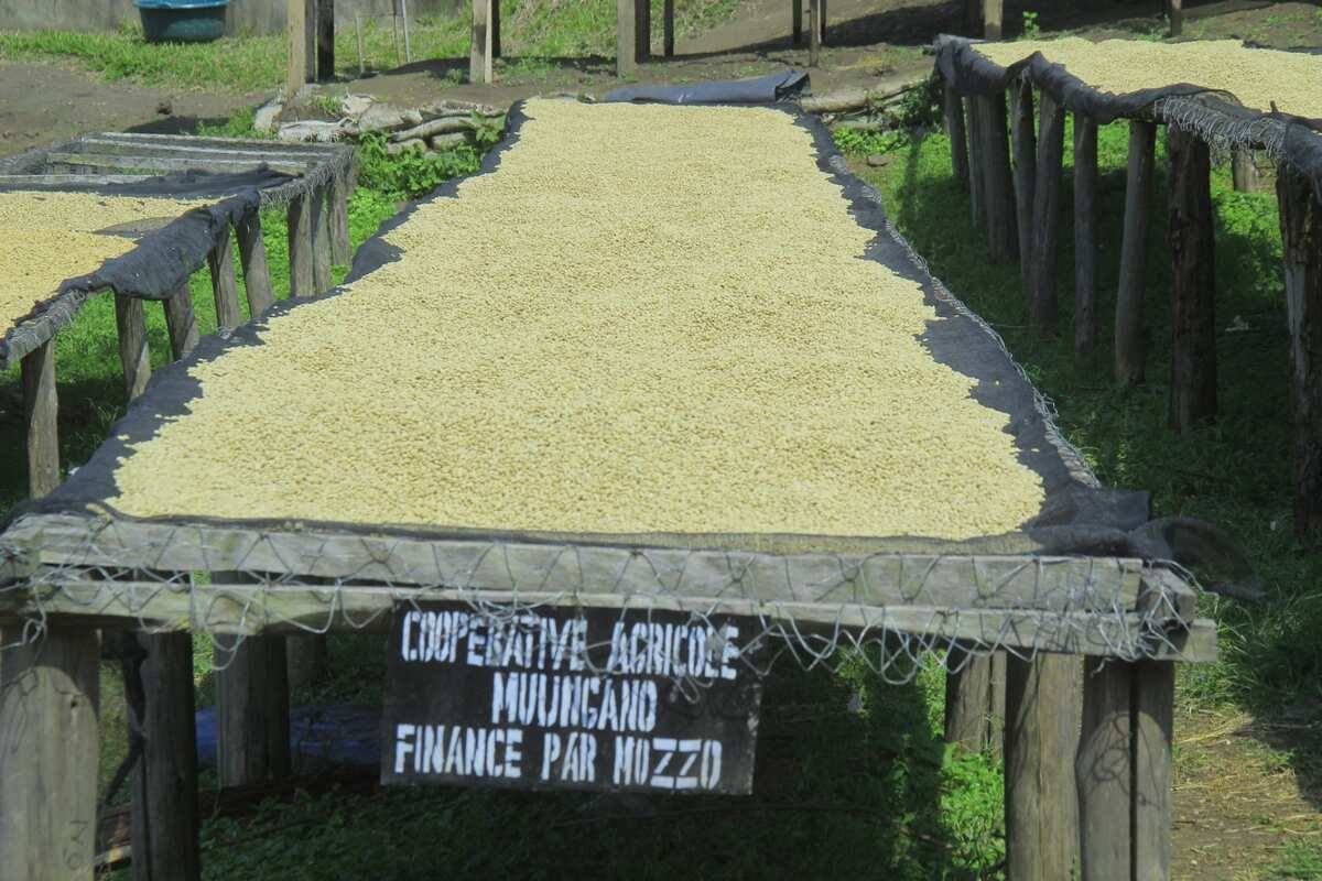 Café naturel Muungano séchage